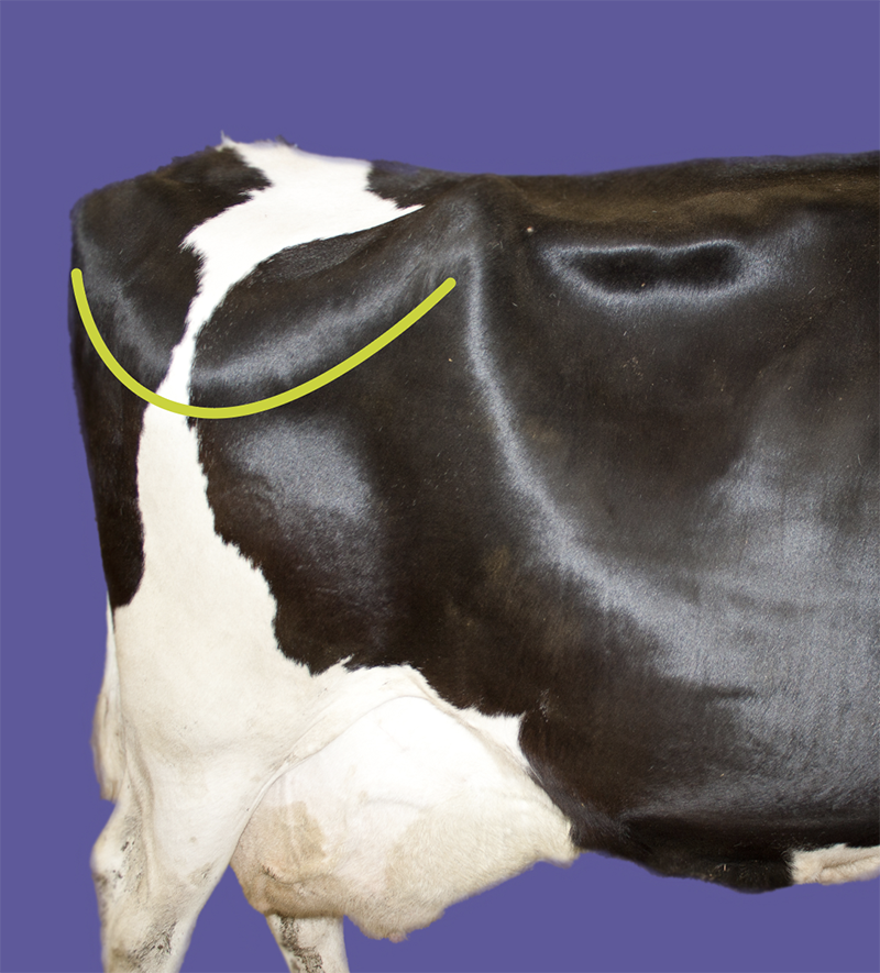 Side view of a dairy cow showing the hook-to-pin angle used to assess body condition score.